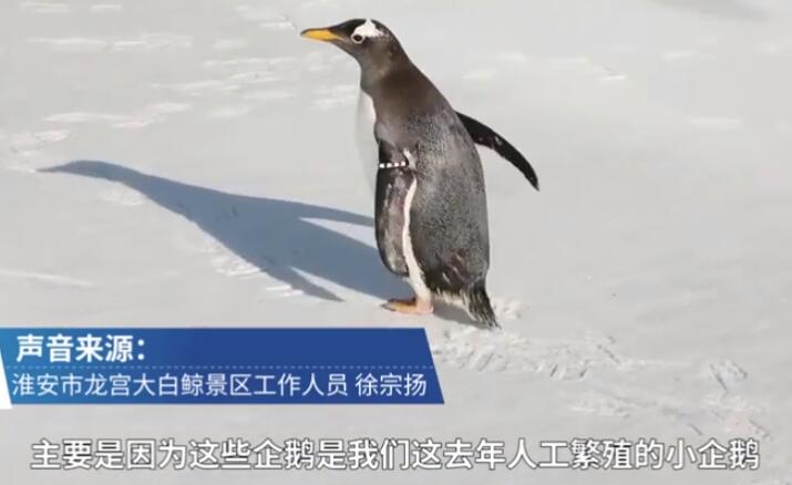 呆萌!人工孵化企鹅第1次看到雪看什么都好奇【图】