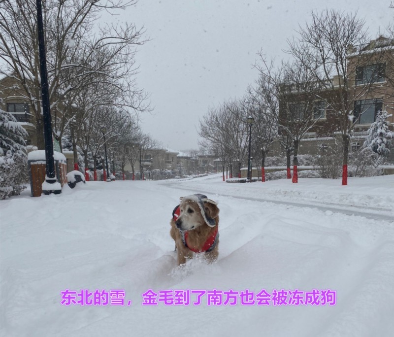 成都市民街头卖雪 北方人疑惑:南方人这是疯了?买回去干嘛?