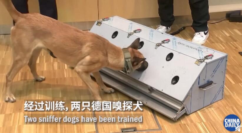 德国称两只嗅探犬能识别新冠患者 准确率高达94%