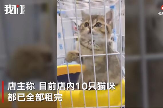 花9.9元养一天猫 宠物店推共享猫咪引网友争议