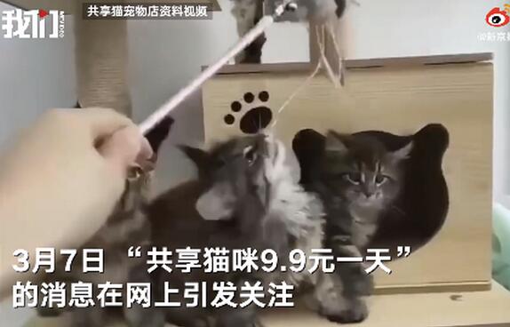 花9.9元养一天猫 宠物店推共享猫咪引网友争议