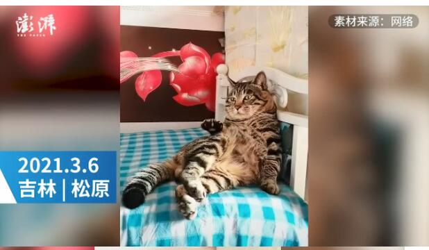 成精了！猫咪躺床角打拍子听京剧 和老大爷一模一样啊