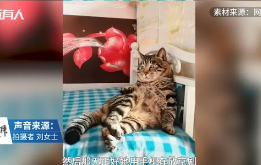 猫咪躺床角打拍子听京剧 这优哉游哉的小模样