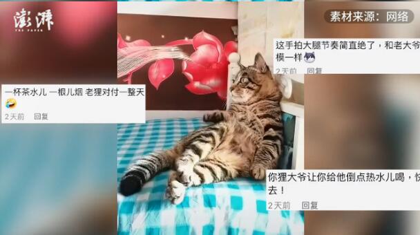 成精了！猫咪躺床角打拍子听京剧 和老大爷一模一样啊