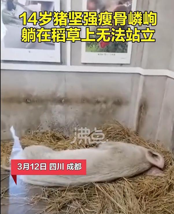 心酸！14岁的“猪坚强”已瘦骨嶙峋 躺在稻草上无法站立