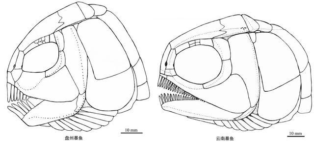 贵州发现2.44亿年前大型盘州暴鱼 体型最大的一类肉食性基干新鳍鱼类