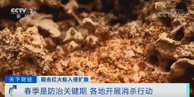 红火蚁入侵，已席卷12省份！有农作物产量或损失40%