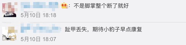 【专家判断第3只豹子或已死亡】第3只豹子野外生存超21天要么隐蔽起来了，要么可能已死亡