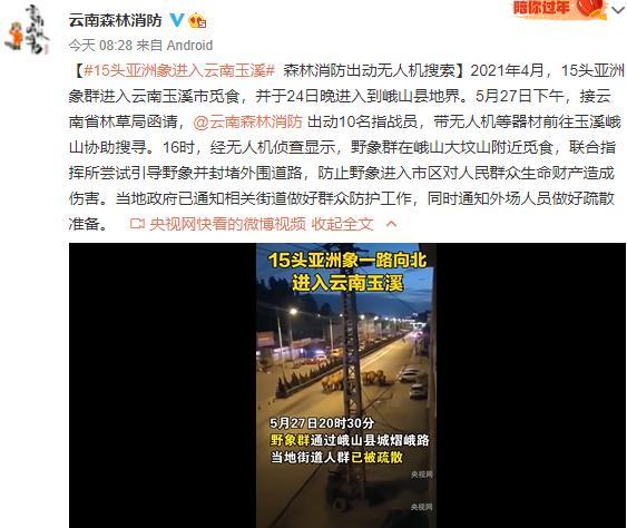 大象为啥对酒感兴趣?与祖祖辈辈吃水果的习性有关