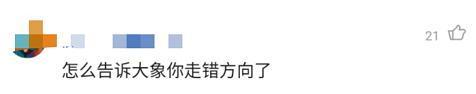 【继续追踪】象群逼近昆明预计将进晋宁区 视频拍到传说中的