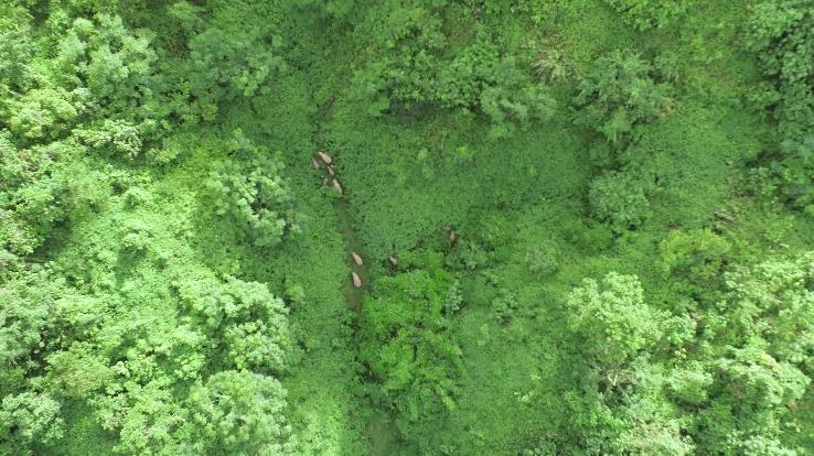 象群走出昆明密林在田间踩踏，17只野象逗留西双版纳植物园