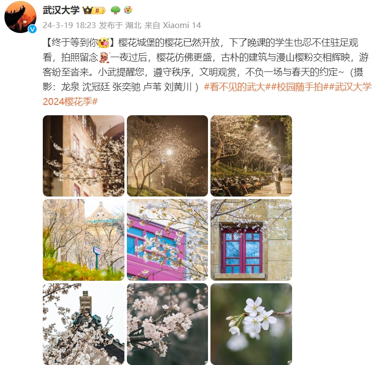 武汉大学樱花即将进入盛花期，现场图片美翻了！ —掌上高考—中国教育在线